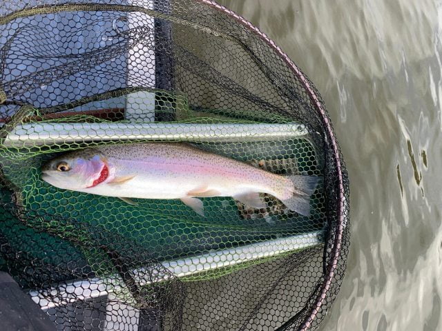 dog fish