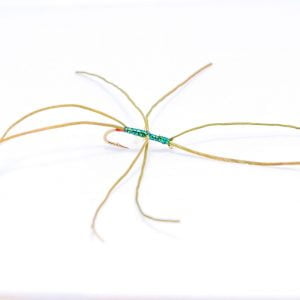 Olive redtag worm scaled